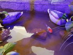 -小放牛炒菜馆(中山路乐汇城店)