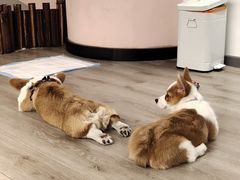 -浣熊柯尔鸭土拨鼠·电玩咖