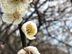 -香雪海