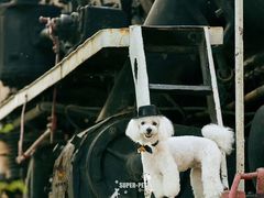 -超宠爱宠物摄影-Super pet