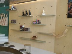 -飞行喵MR PILOT|猫舍·猫咖(静安大融城店)