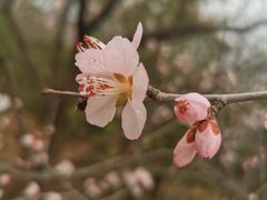 -北京西山国家森林公园