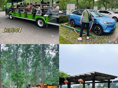 -合肥滨湖国家森林公园