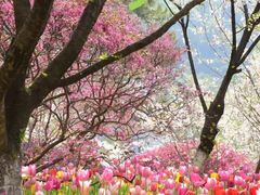 -西京湾花海