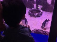 -暹罗海洋世界