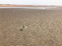 -刘家湾赶海园