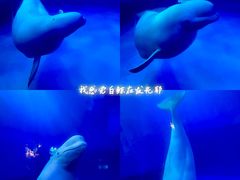 -正佳极地海洋世界