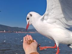 -海埂大坝