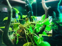 -广州长隆飞鸟乐园