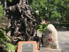 -大槐树寻根祭祖园