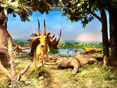 -国家自然博物馆