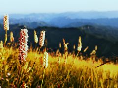 -白草畔自然风景区