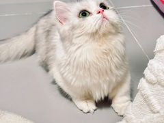 -Bastet sally猫舍购宠(静安店)