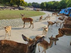 -常州淹城野生动物世界
