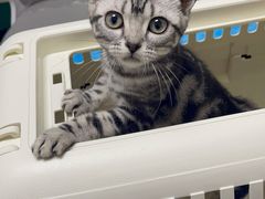 -猫大福·Fortune Cat猫舍(百子湾店)