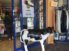 -Dooley's Premium Ice Cream