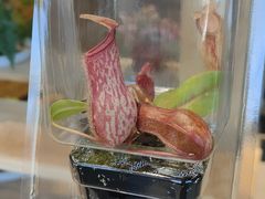 -昆明植物园