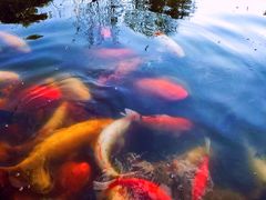 -昆山城市生态森林公园