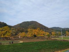 -千年银杏谷文化旅游区