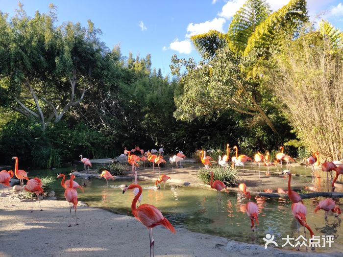 聖地亞哥動物園圖片