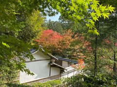 -西芳寺(苔寺)