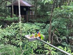 -新加坡飞禽公园