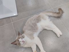 -有喵·猫咖·狗咖·30几只猫10只小狗(岗厦店)
