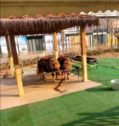 -萌宠亲子动物乐园(槐房万达店)