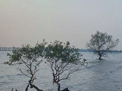 -宝安西湾红树林湿地公园