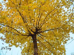 园博园-济南国际园博园