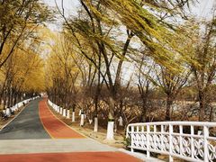 -大兴滨河森林公园