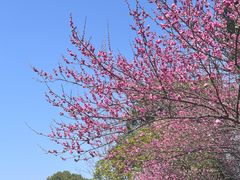 -桃花岭景区