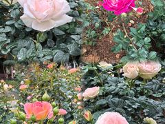 -人民公园(罗湖区)