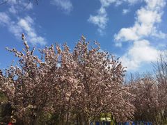 -大兴滨河森林公园