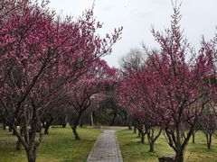 -蜀冈西峰生态公园