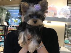 -momokira米努特·德文卷毛猫·棉花面纱犬