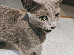 -琪喵猫屋·撸猫猫咖·猫舍