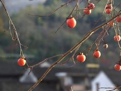 -鹿亭中村