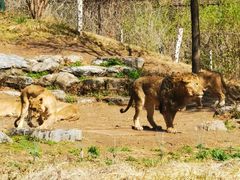 -北京野生动物园