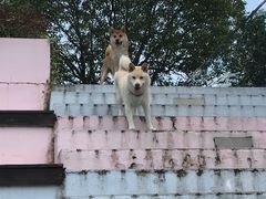 -汪说喵讲宠物乐园宠物酒店(红星美凯龙店)