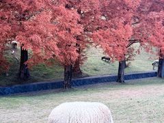 -神户市立六甲山牧场