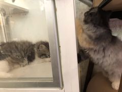 -平行世界·猫咖(首经贸店)