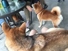 -柴犬高等学院·狗咖·柴犬售卖·宠物训练