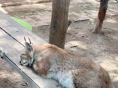 -青藏高原野生动物园