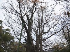 -西湖风景区十里琅珰-五云山