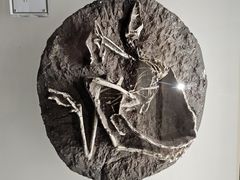 -辽宁古生物博物馆