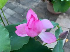 -莲花池公园