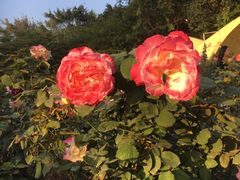 -人民公园(罗湖区)