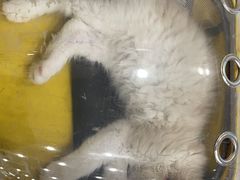 -芭比堂动物医院·24小时·眼科中心(深圳中心)