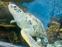 -上海海洋水族馆